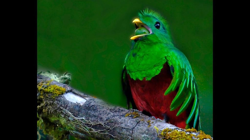 el quetzal conoce mas sobre esta