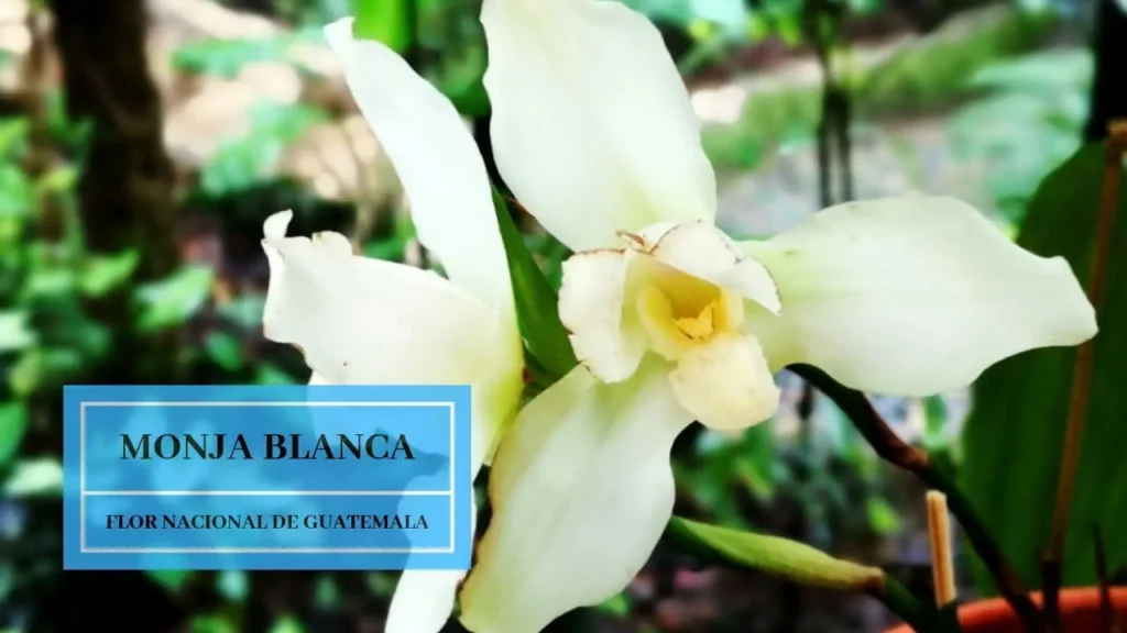 monja blanca flor nacional y simbolo patrio de guatemala