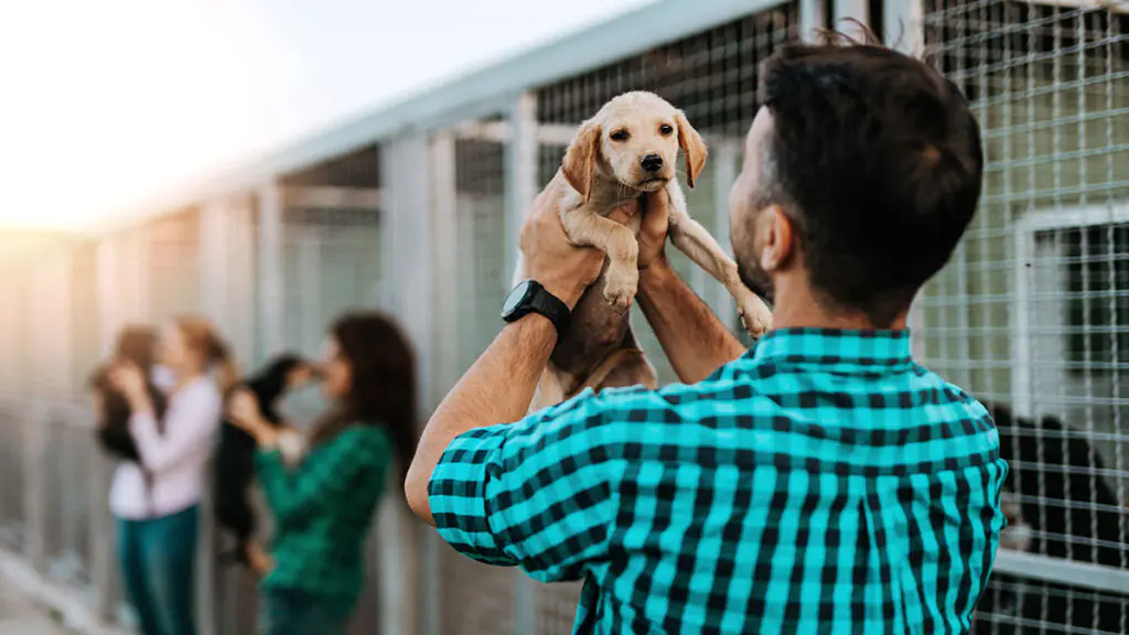 Celebra el Día de los Perros Adoptados en Guatemala: Amor y Esperanza 8 perros adoptados