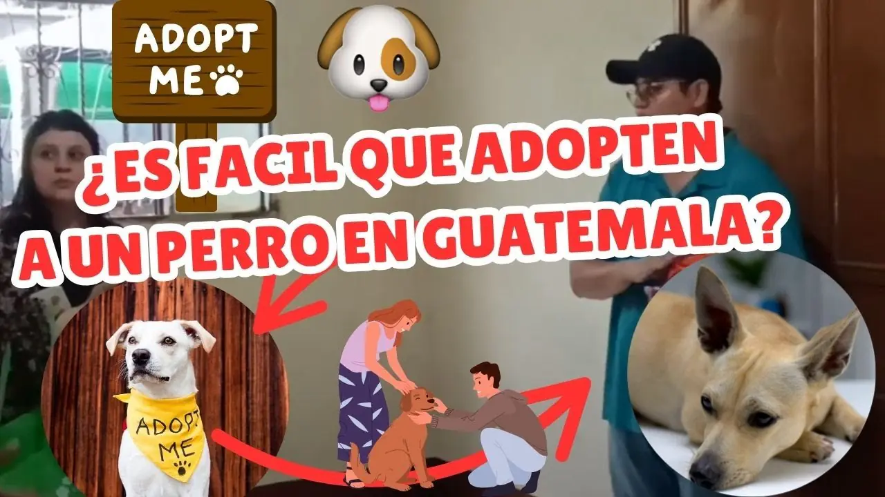 Descubre los Mejores Lugares para Adoptar Perros en Guatemala 18 f09f9294f09f90b6 por que nadie quiere adoptar perros adultos en guatemala f09f90be descubrelo en 2025 f09f98a2