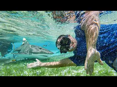 asi es nadar con tiburones en belice f09fa688f09f98b1f09f87a7f09f87bf
